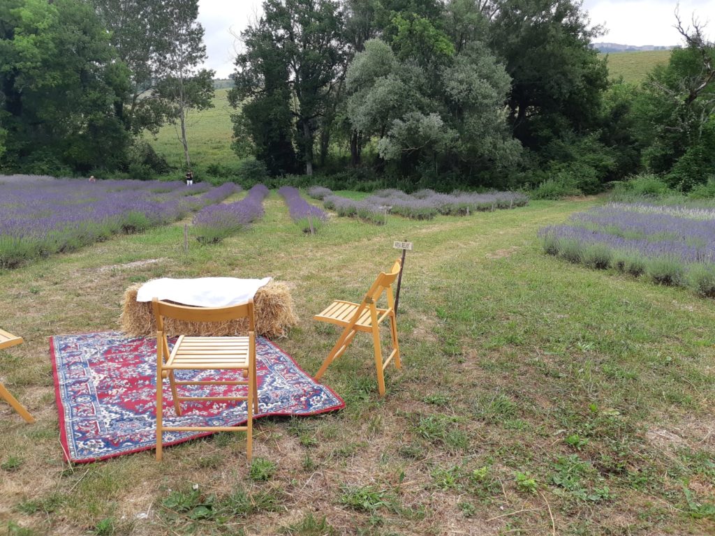 lavanda di camerino