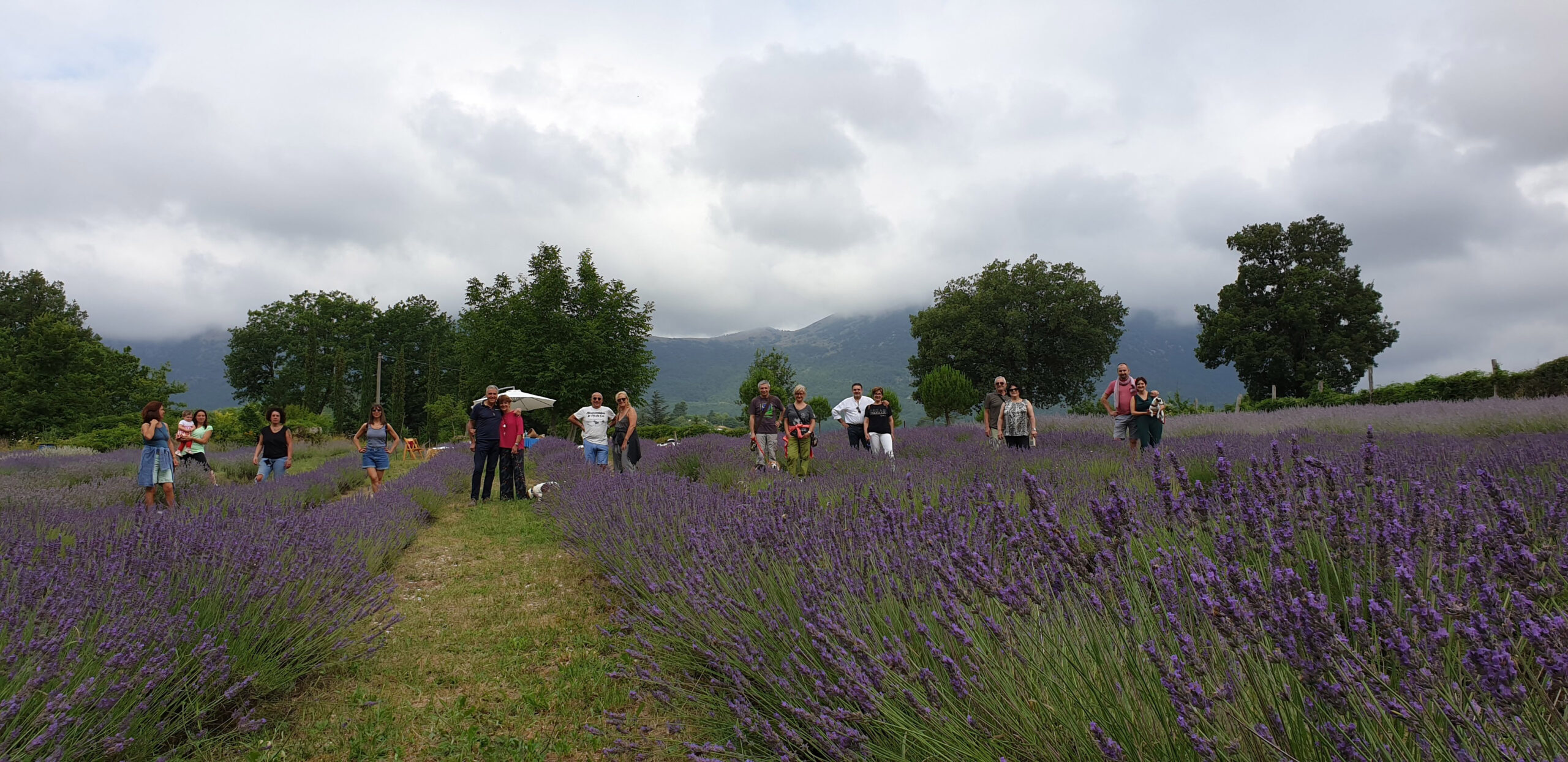 Lavanda di Camerino